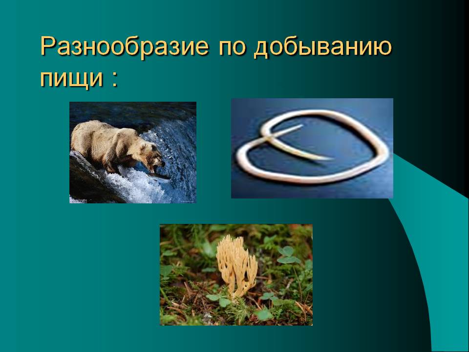 Разнообразие по добыванию пищи :