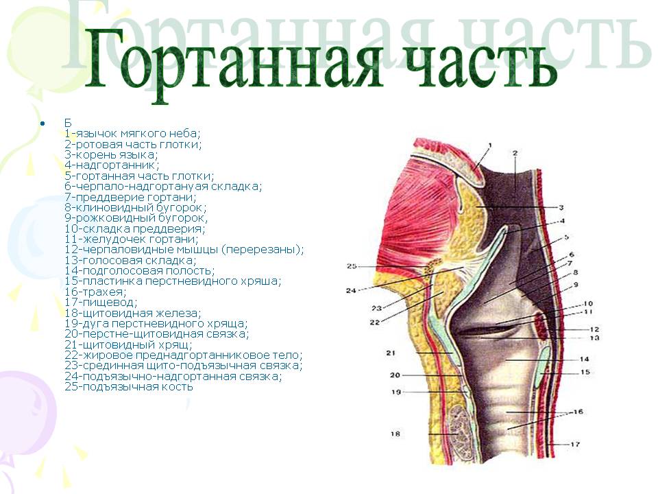 Гортанная часть
