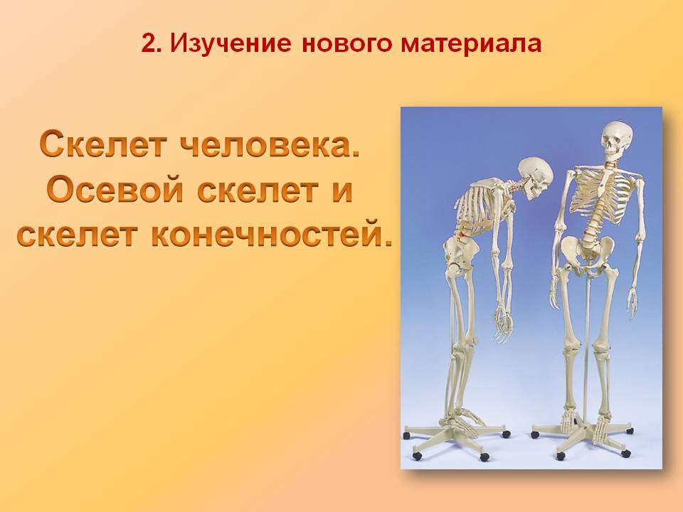 Скелет человека
