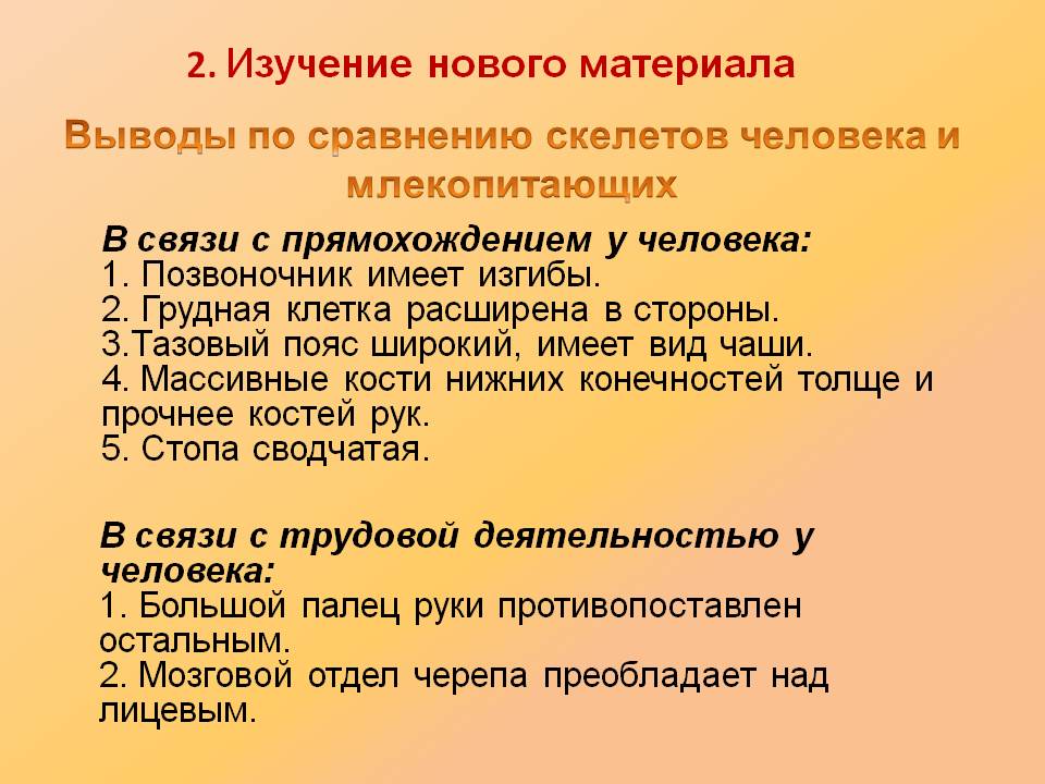 Выводы по сравнению скелетов человека и млекопитающих