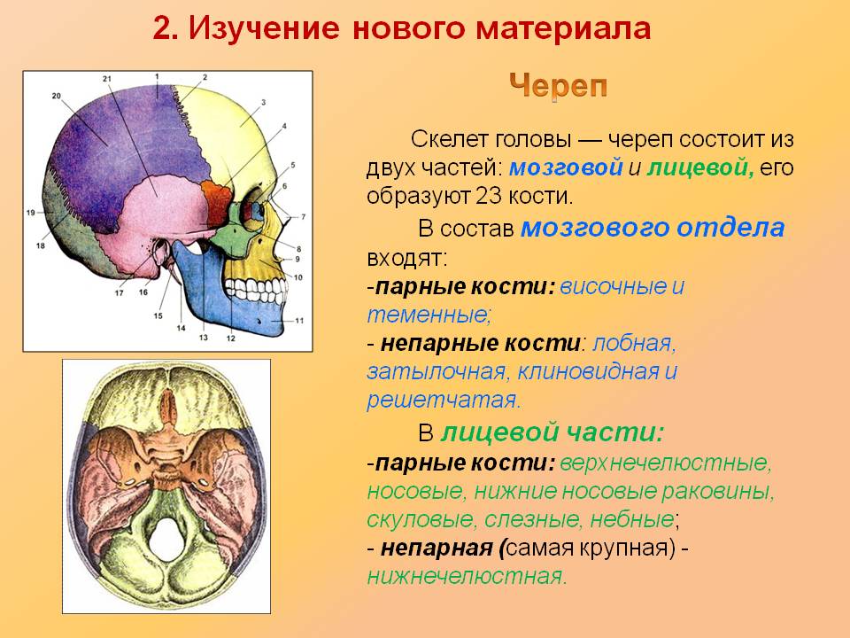 Череп