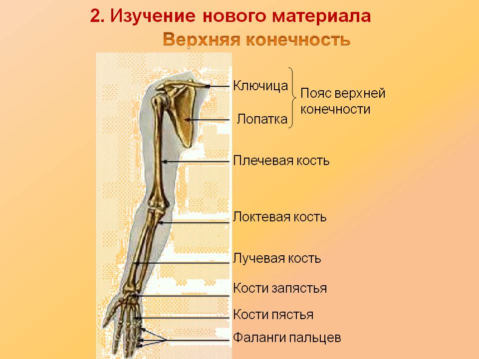 Верхняя конечность