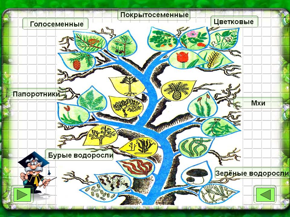 Бурые водоросли