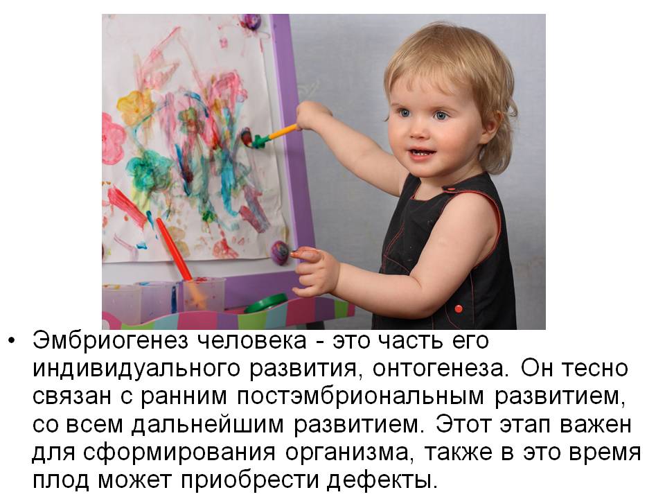 Эмбриогенез человека