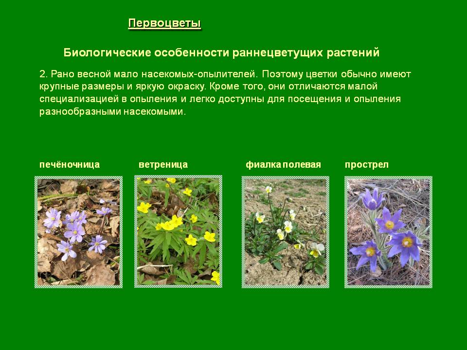 Цветки обычно имеют крупные размеры