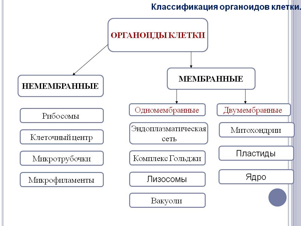Вакуоли