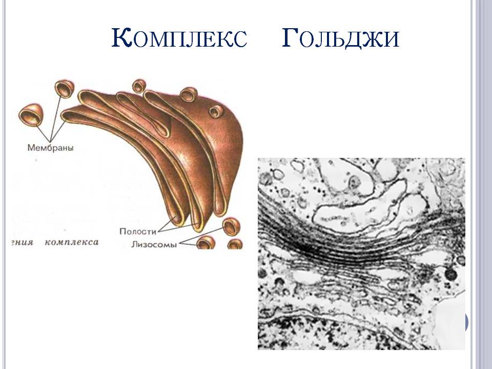 Комплекс Гольджи