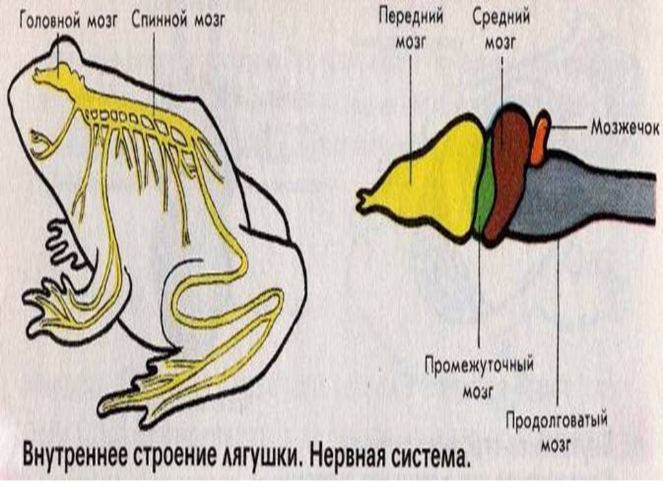 Особенности строения земноводных