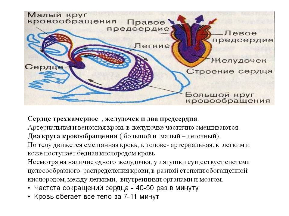 Сердце