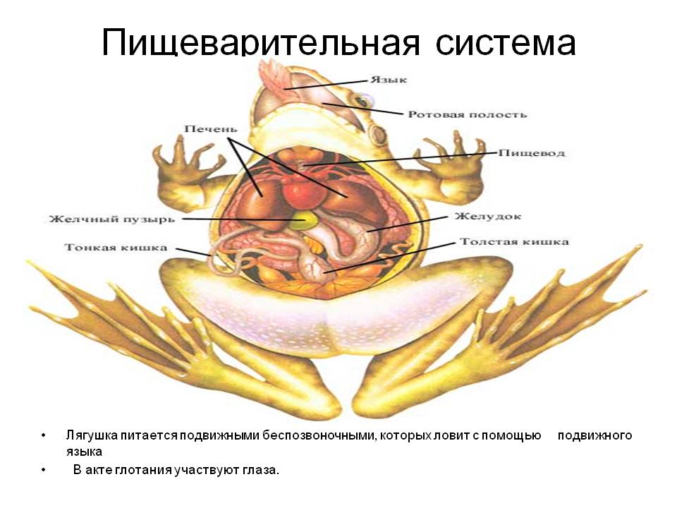 Пищеварительная система