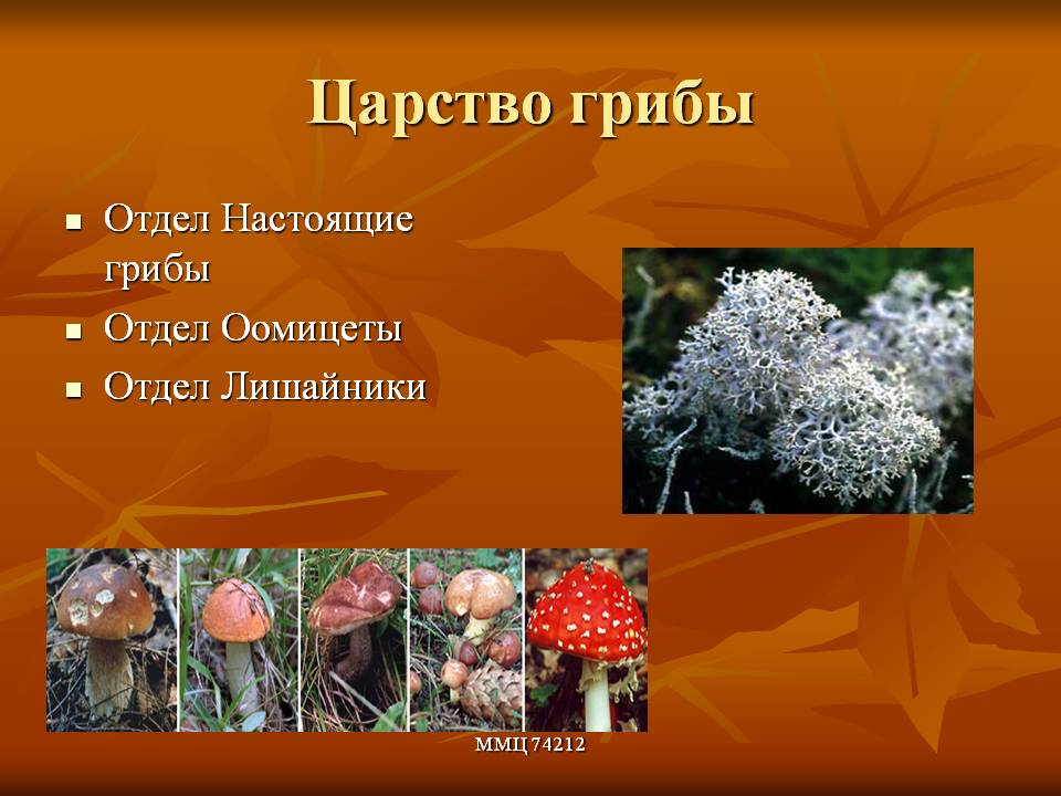 Царство грибы