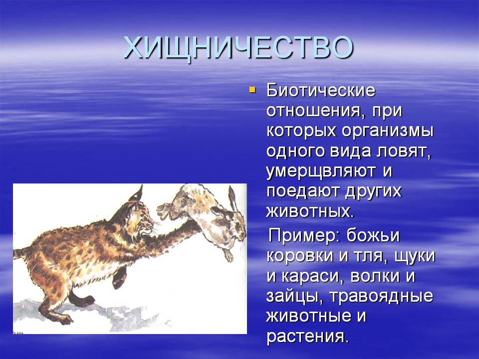 Хищничество