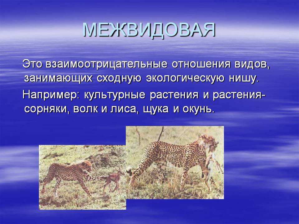Межвидовая