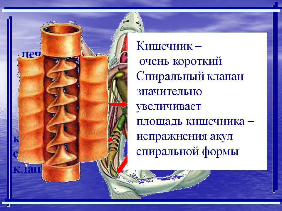 Клоака