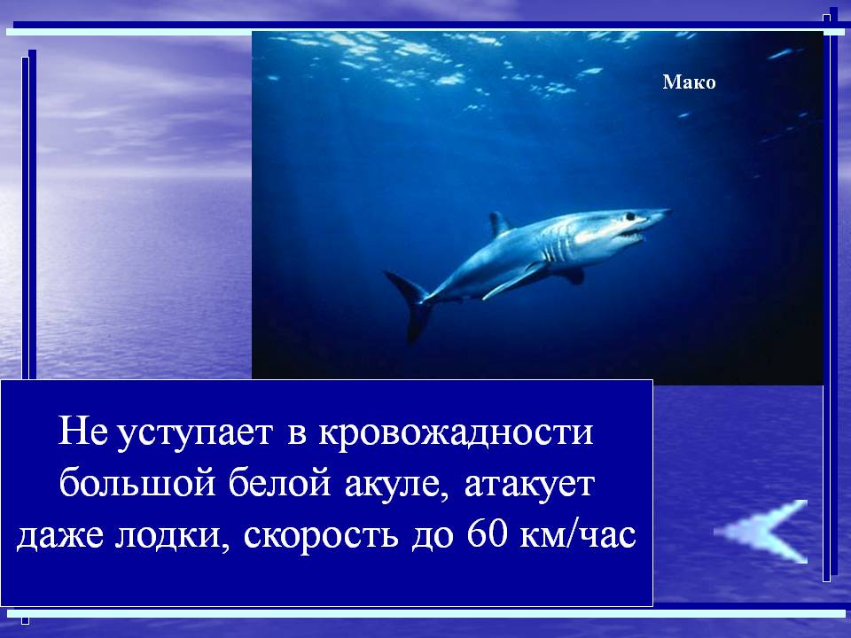 Не уступает в кровожадности большой белой акуле, атакует даже лодки,