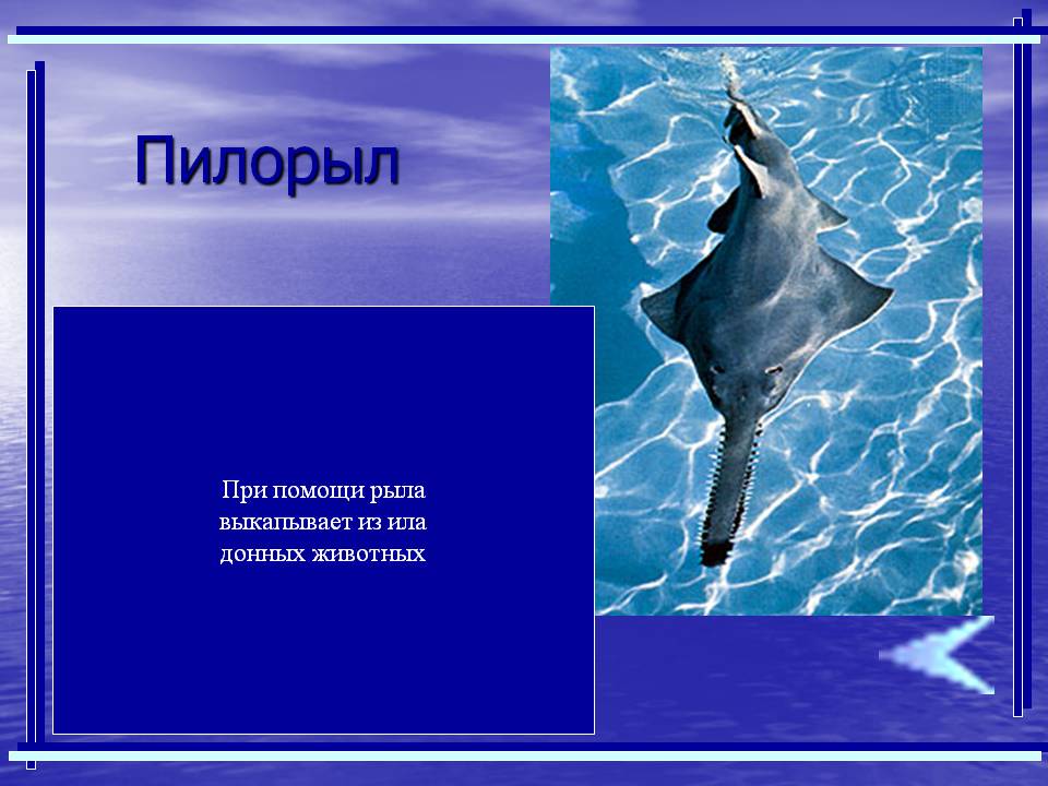 Пилорыл