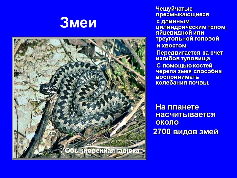 Змеи