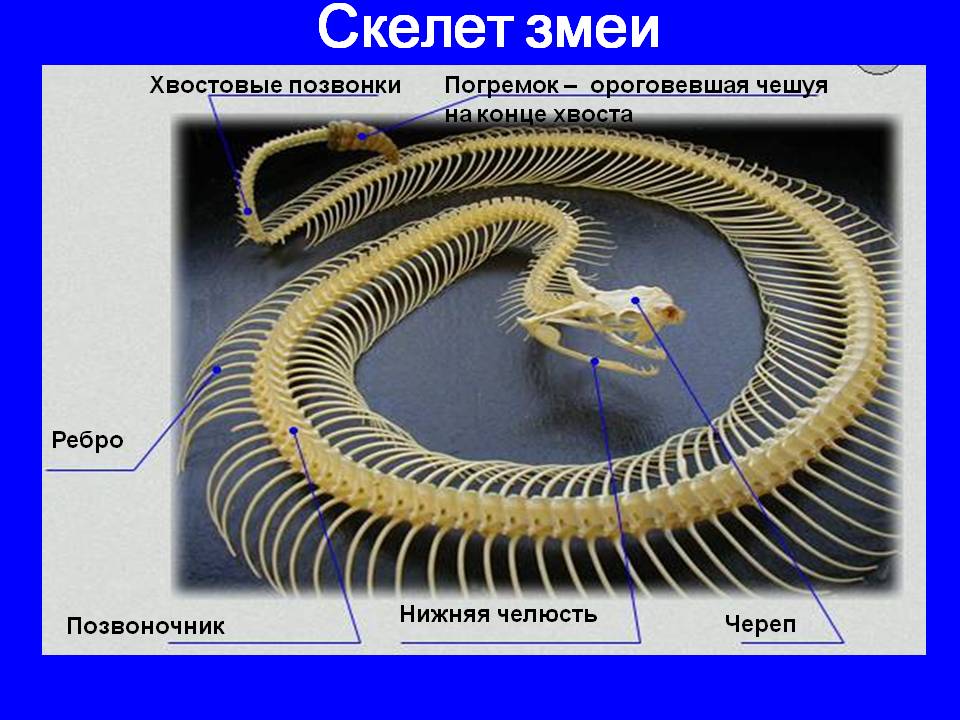 Скелет змеи