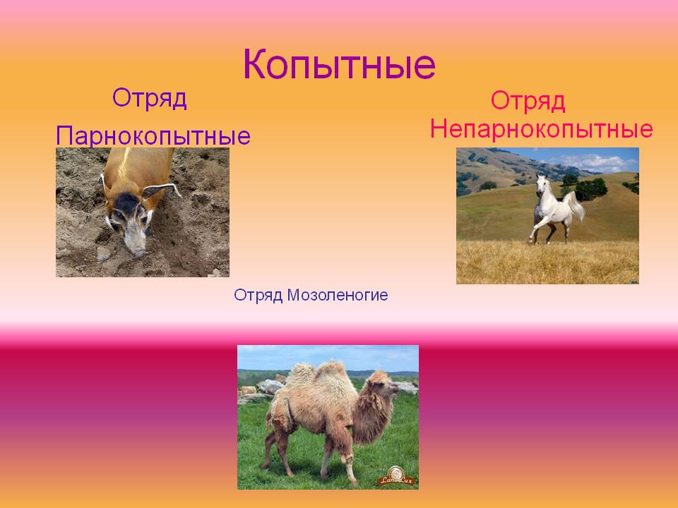 Копытные