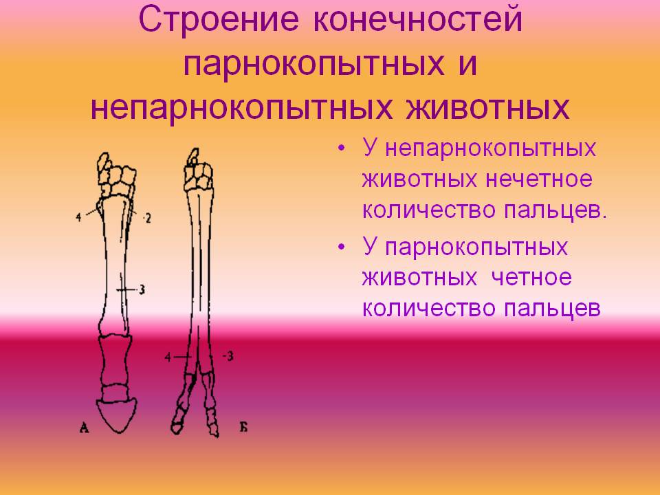 Строение конечностей парнокопытных и непарнокопытных животных