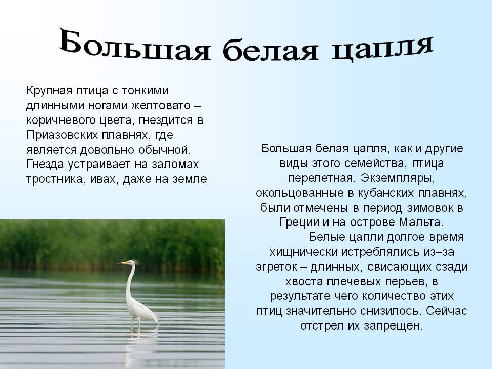Большая белая цапля