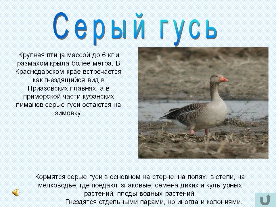 Серый гусь