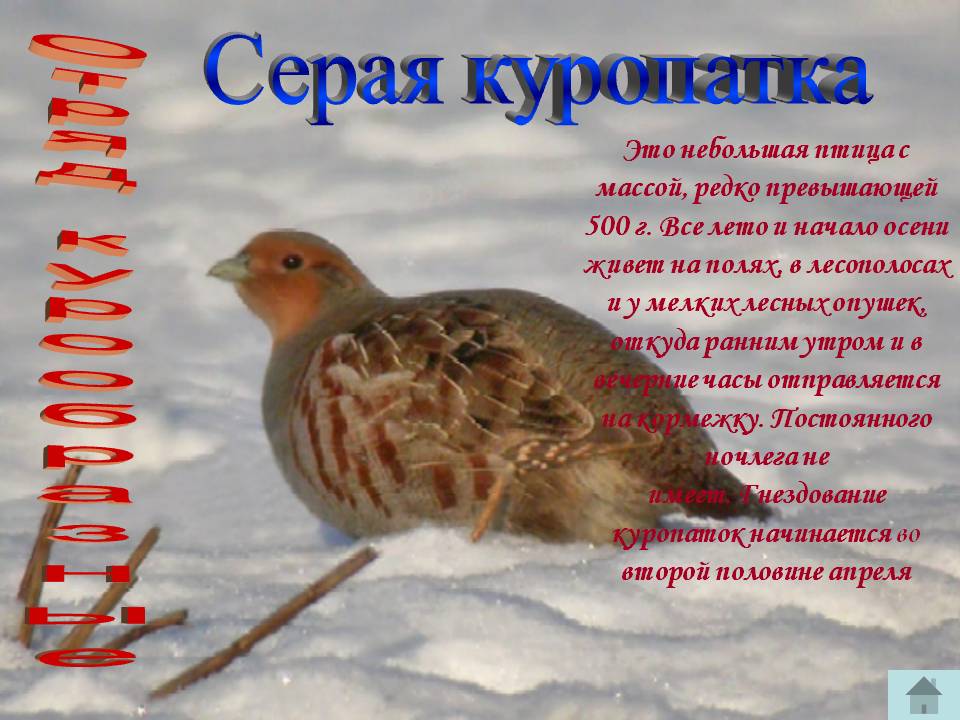 Серая куропатка