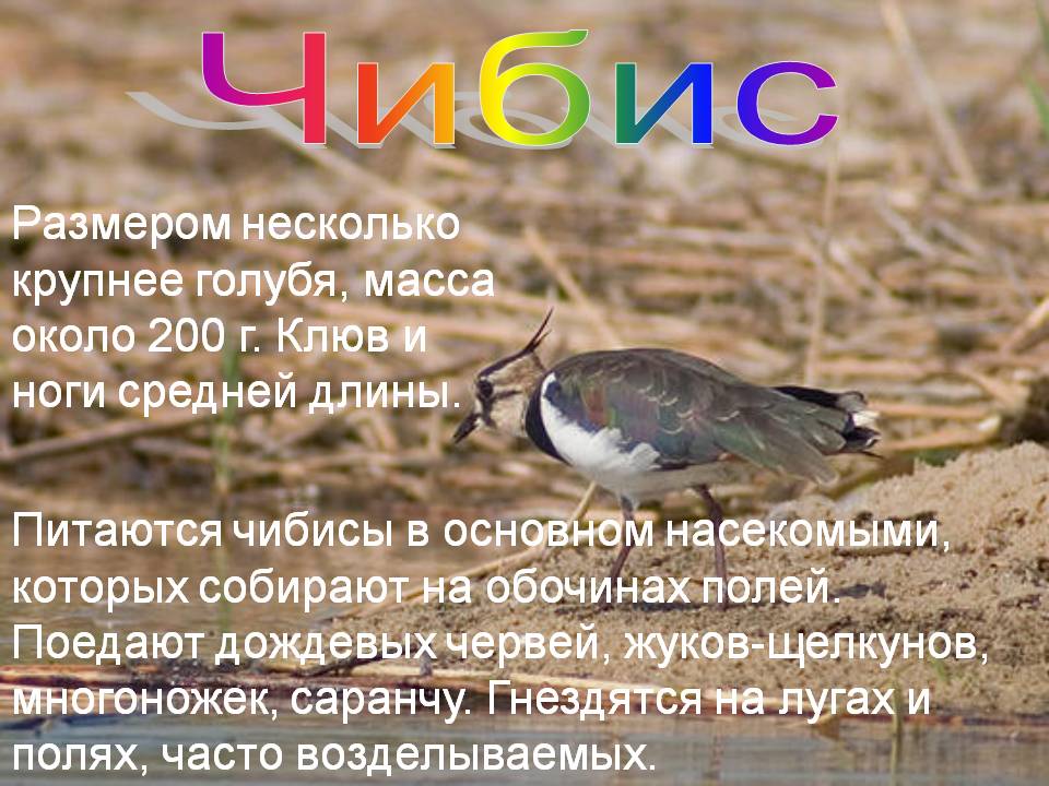 Чибис