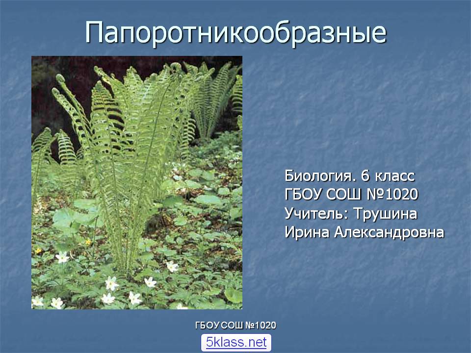 Папоротникообразные