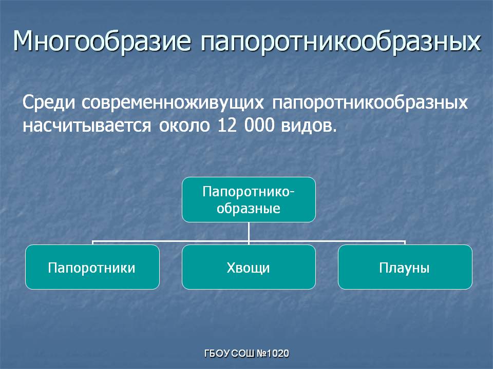 Многообразие папоротникообразных