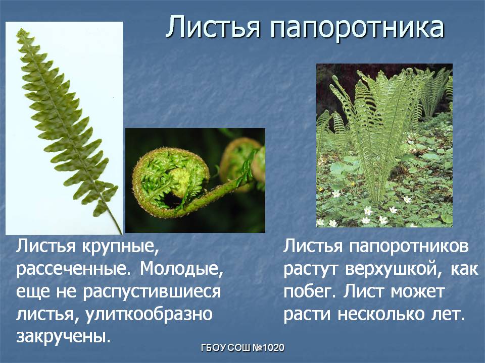 Листья папоротника