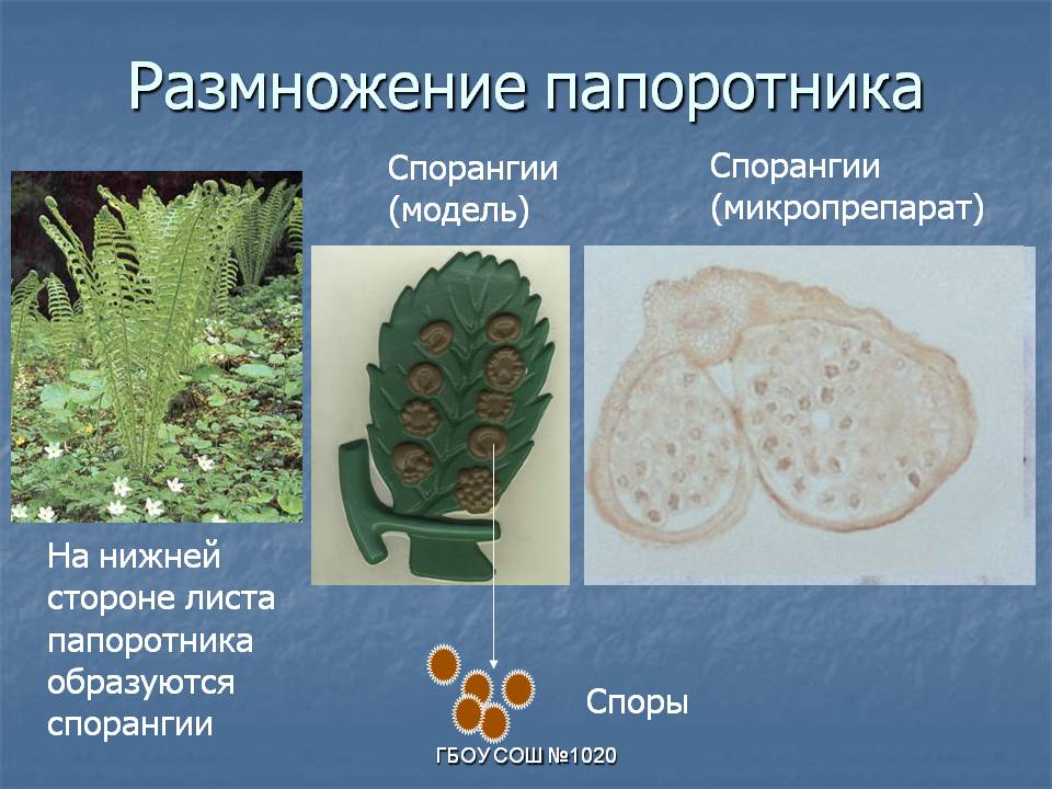 Спорангии