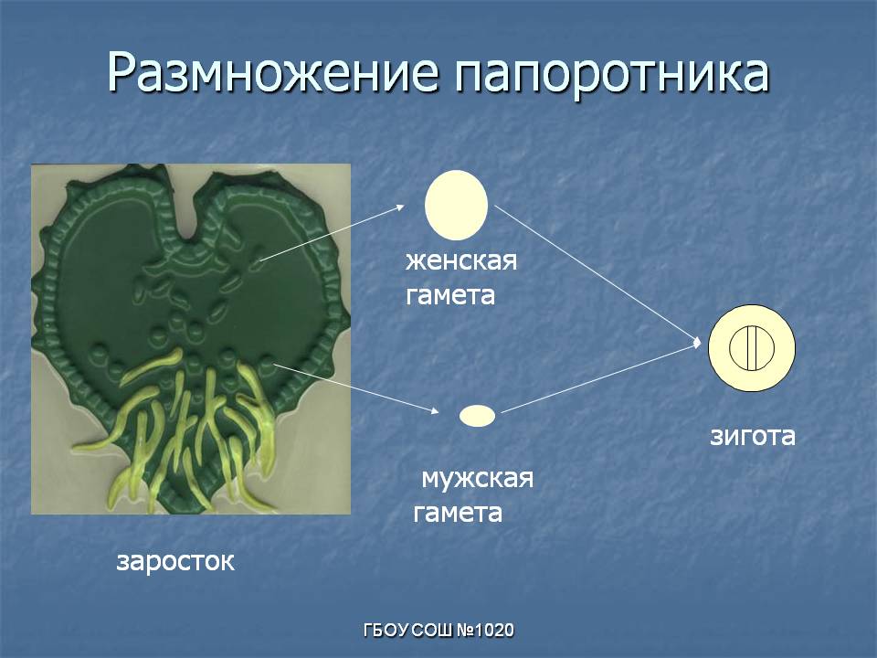 Женская гамета