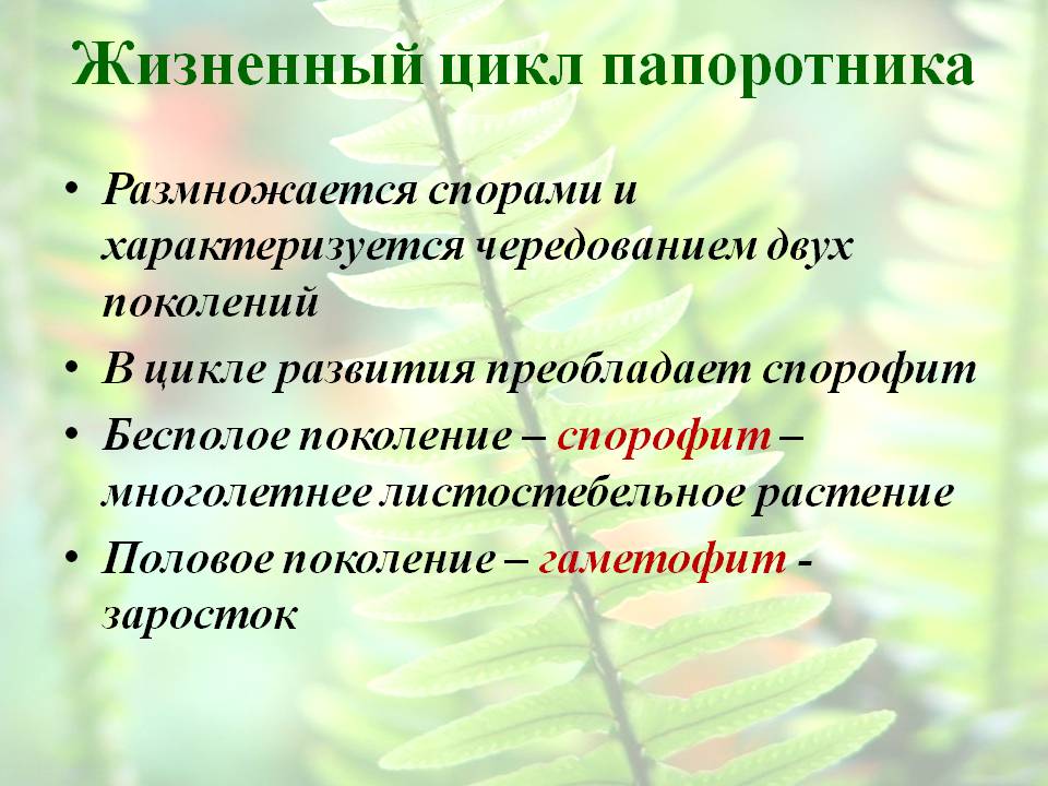 Жизненный цикл папоротника