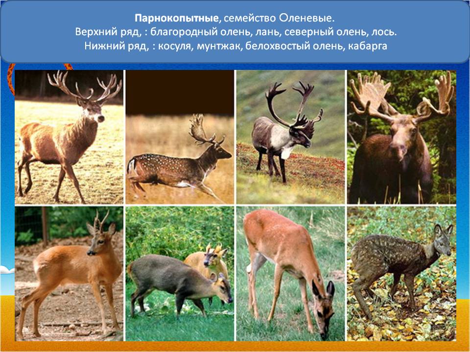 Парнокопытные, семейство Оленевые
