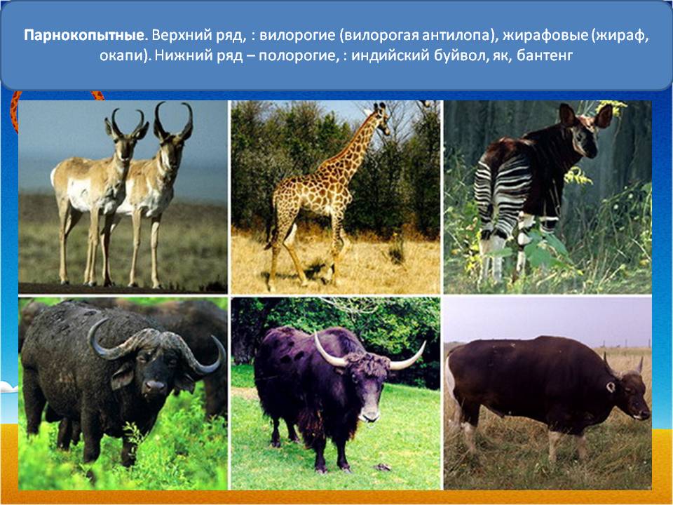 Верхний ряд