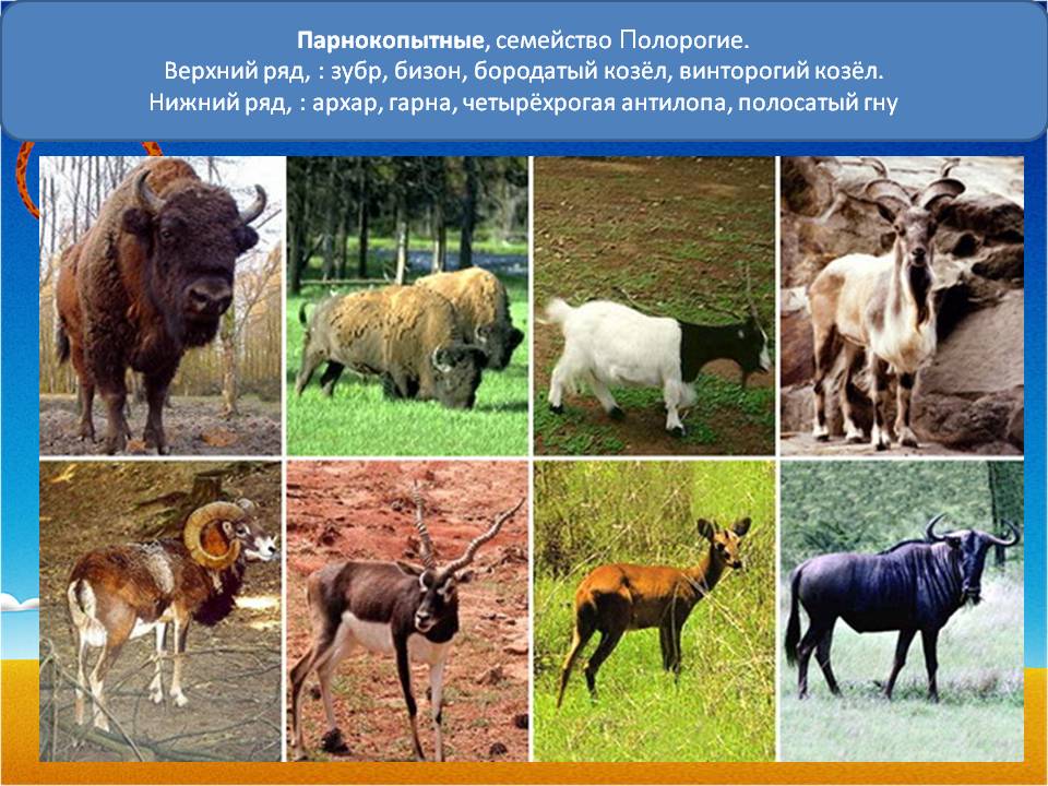 Парнокопытные, семейство Полорогие