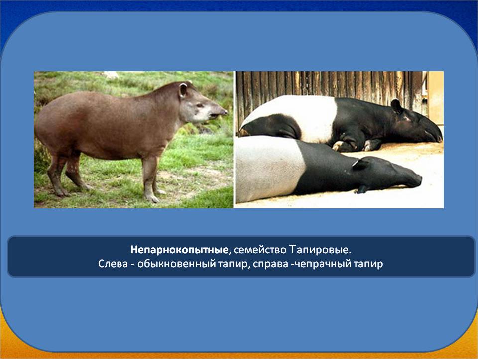 Непарнокопытные, семейство Тапировые