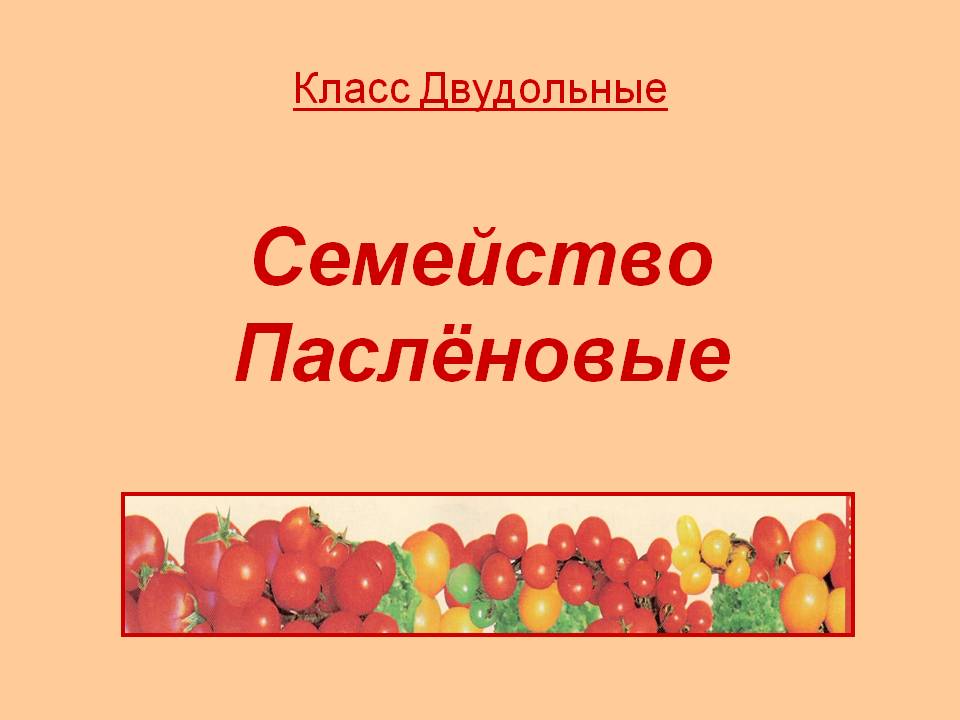 Семейство Паслёновые