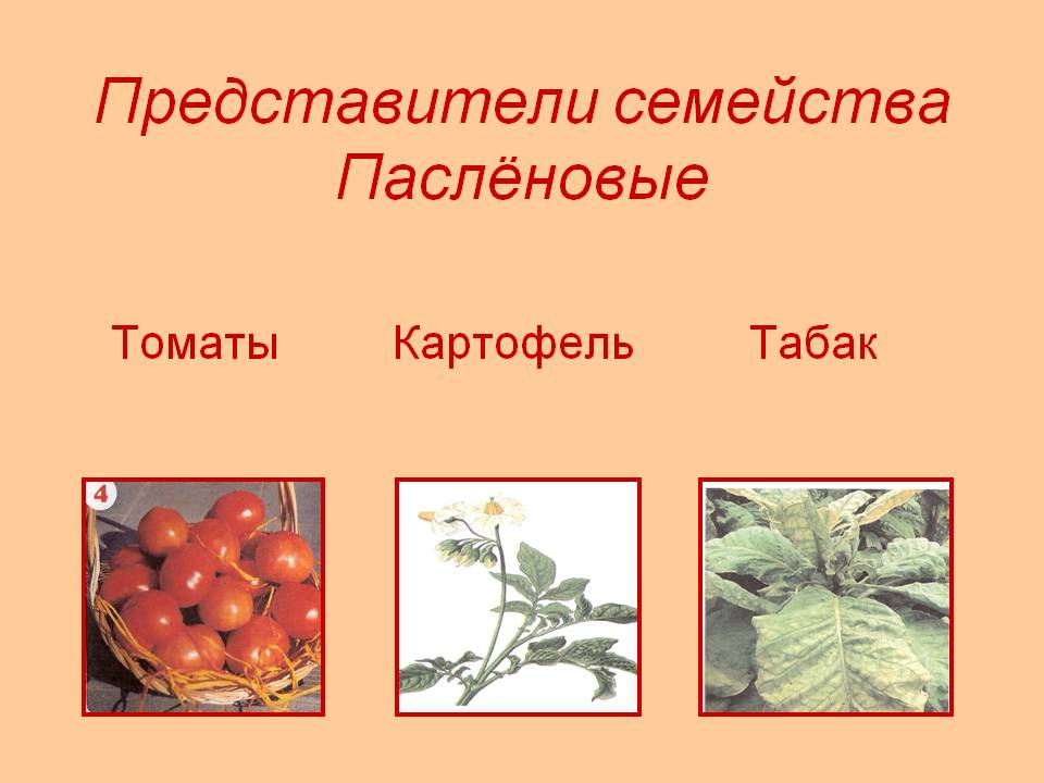 Представители семейства Паслёновые
