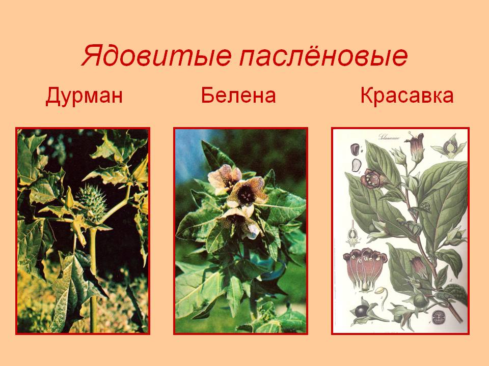 Ядовитые паслёновые