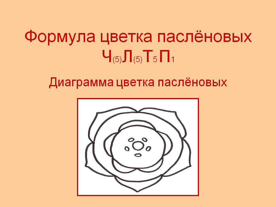 Формула цветка паслёновых Ч(5)Л(5)Т5 П1