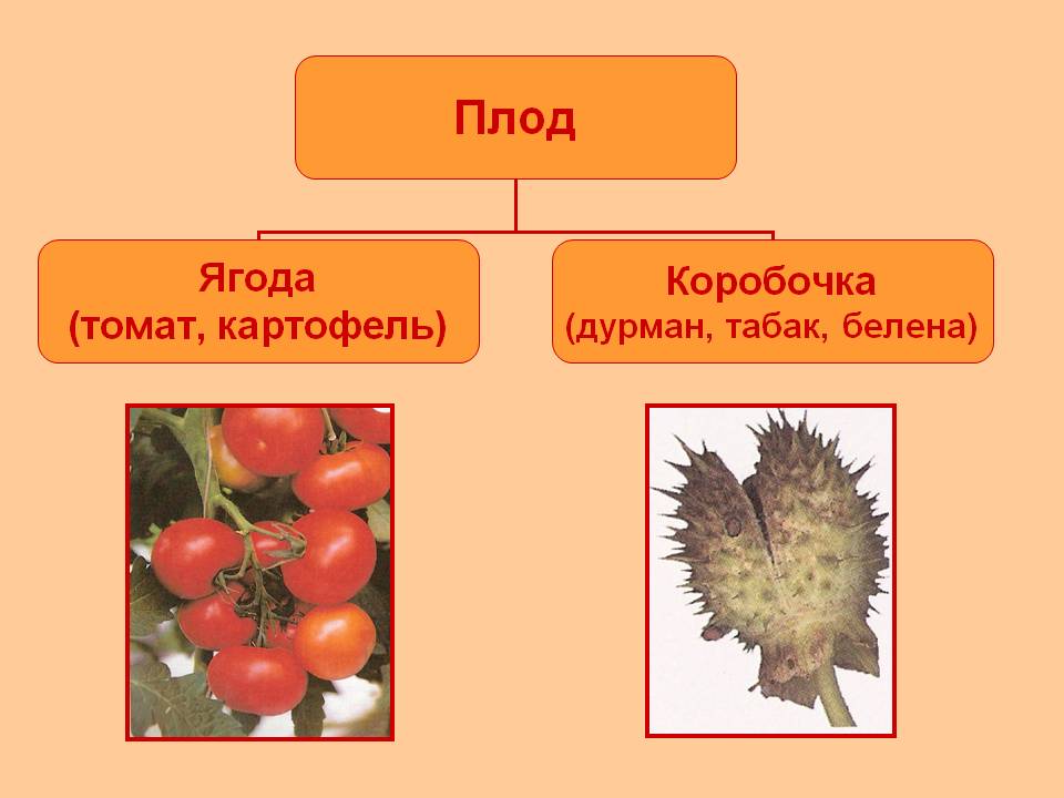 Паслёновые растения
