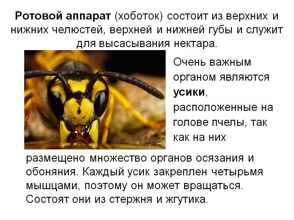 Ротовой аппарат