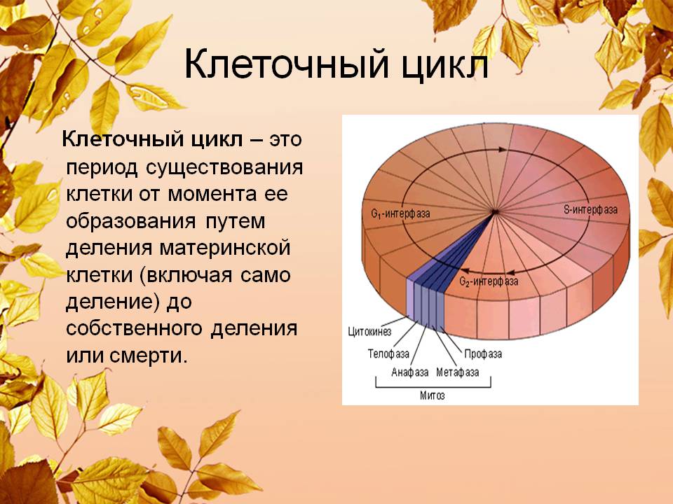 Клеточный цикл