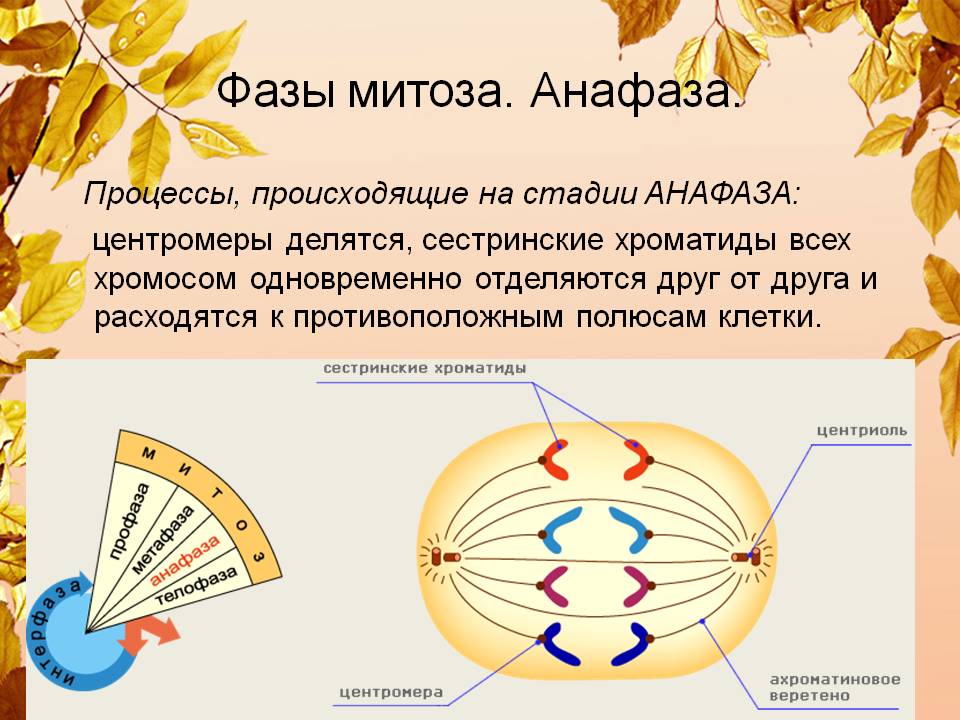 Анафаза