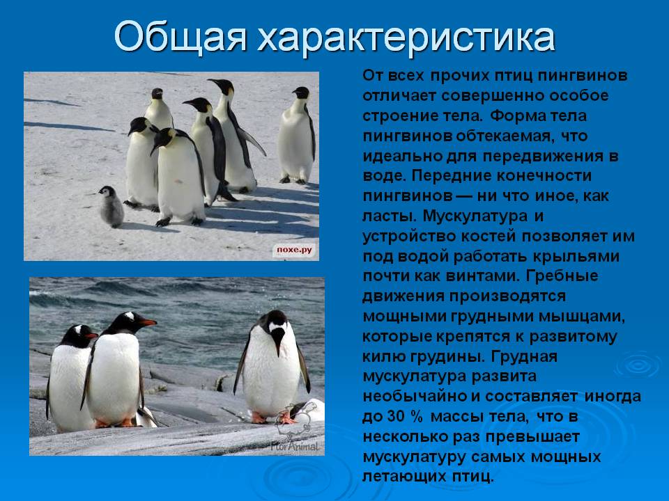 Общая характеристика