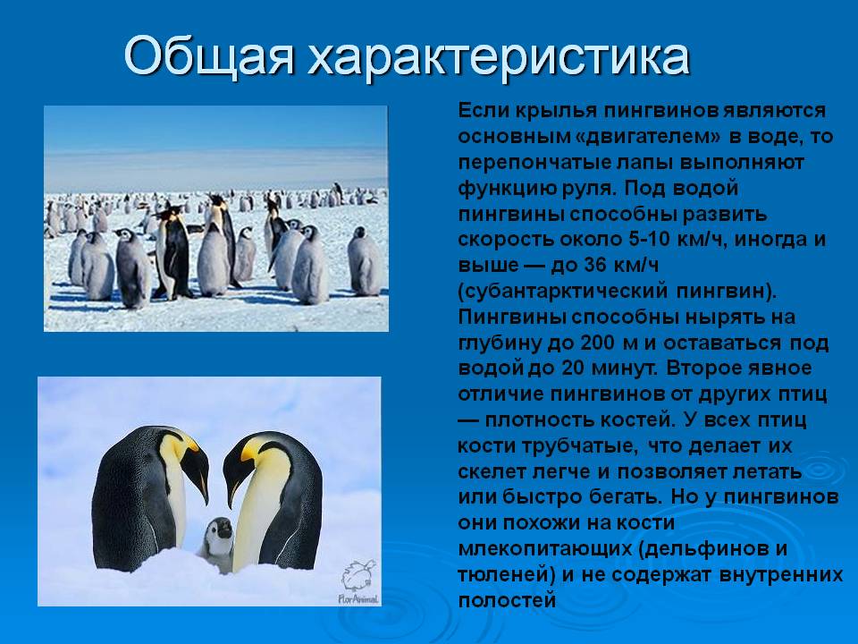 Крылья пингвинов являются основным «двигателем» в воде
