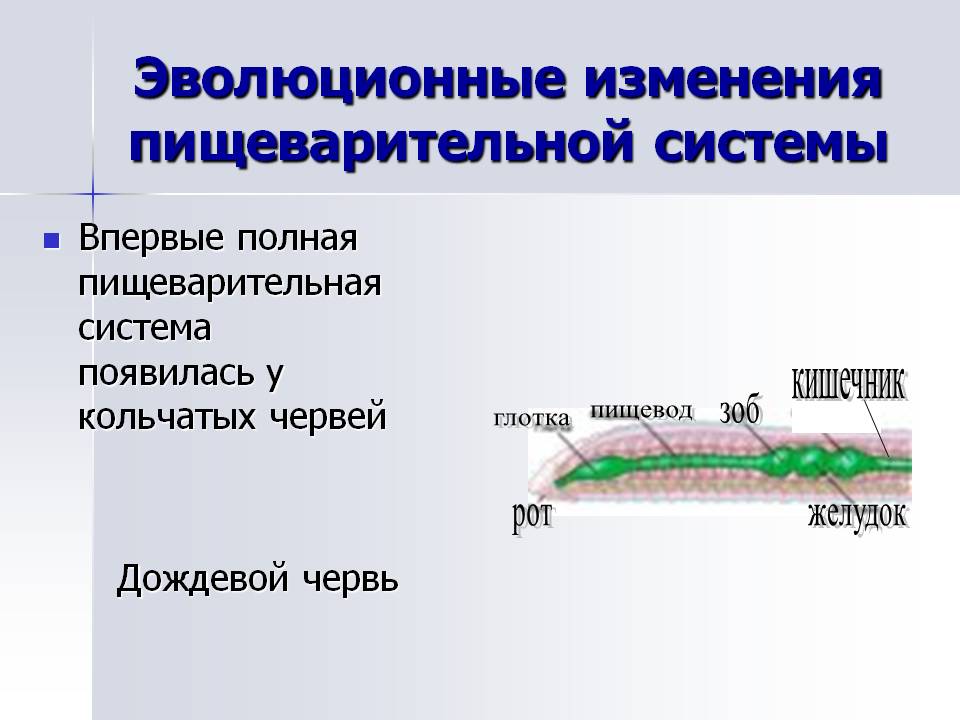 Эволюционные изменения пищеварительной системы