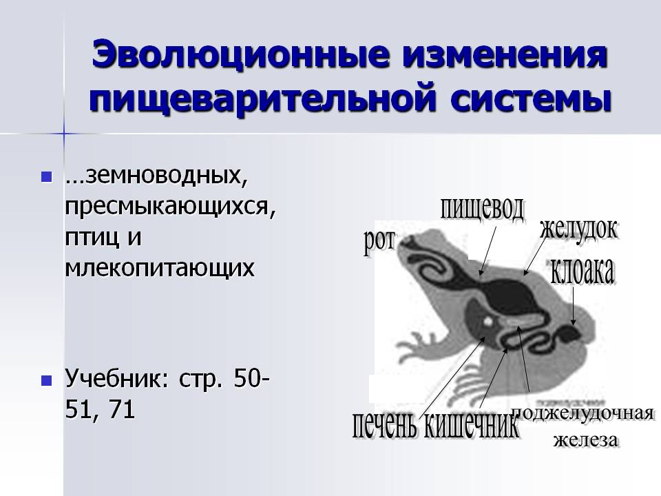 Эволюционные изменения пищеварительной системы